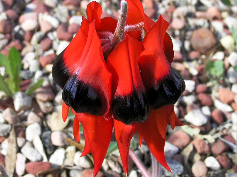 Stuart Dessert Pea flower.jpg - Sturt's Desert Pea, Swainsona formosa, ist eine australische Wildblume der Gattung Swainsona, benannt nach dem englischen Botaniker Isaac Swainson. Sie waechst in den trockenen Regionen Mittel-und Nord-West-Australien.